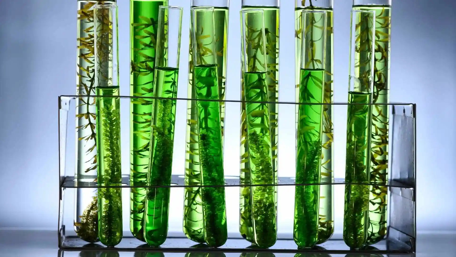 Sustainable Biofuels Training Courset thumbnail