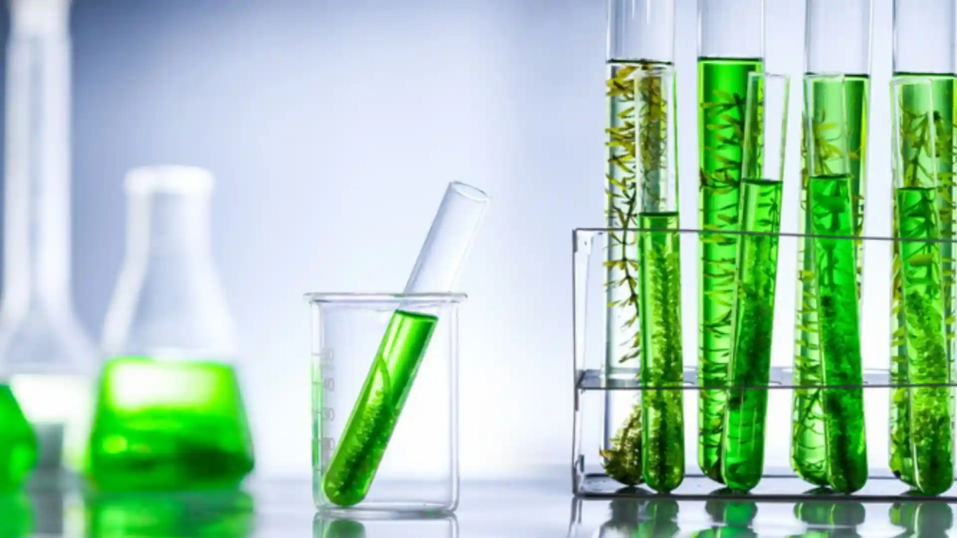 Sustainable Biofuels Training Courset thumbnail